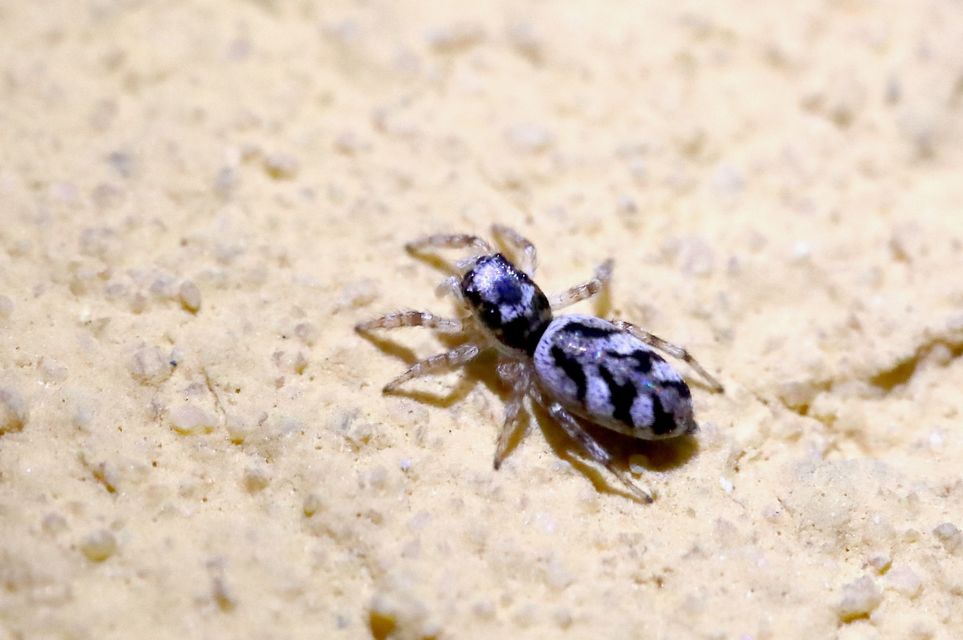 Salticus