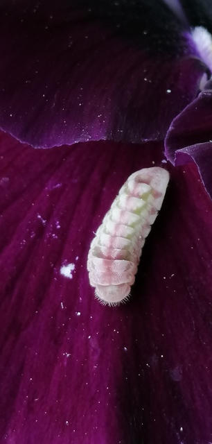 Celastrina argiolus - bengeboglárka