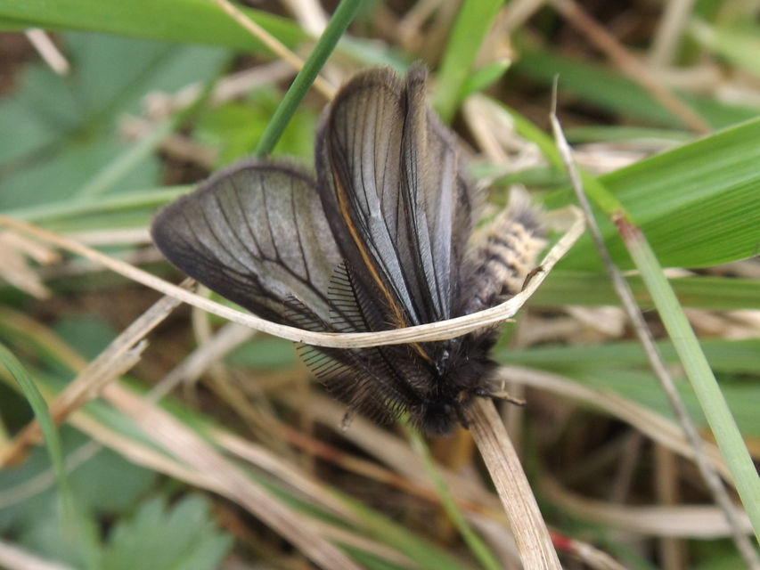 Pentophera morio - réti gyapjaslepke