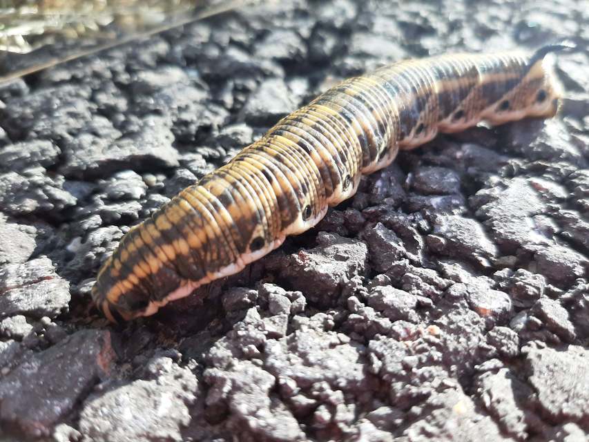 Agrius convolvuli - szulákszender