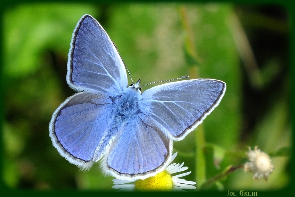 Polyommatus icarus - közönséges boglárka