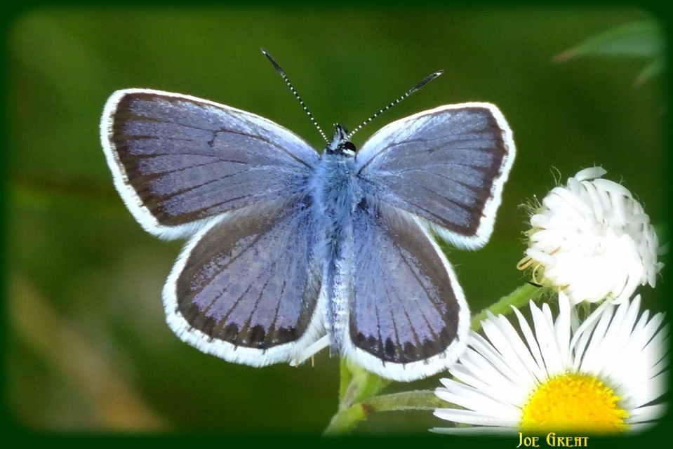 Plebejus argus - ezüstös boglárka