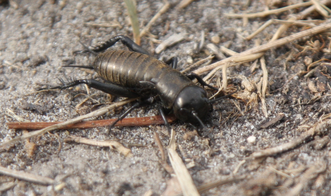 Gryllus campestris - mezei tücsök
