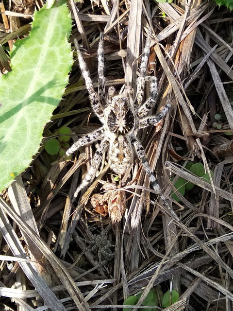 Lycosa singoriensis - szongáriai cselőpók