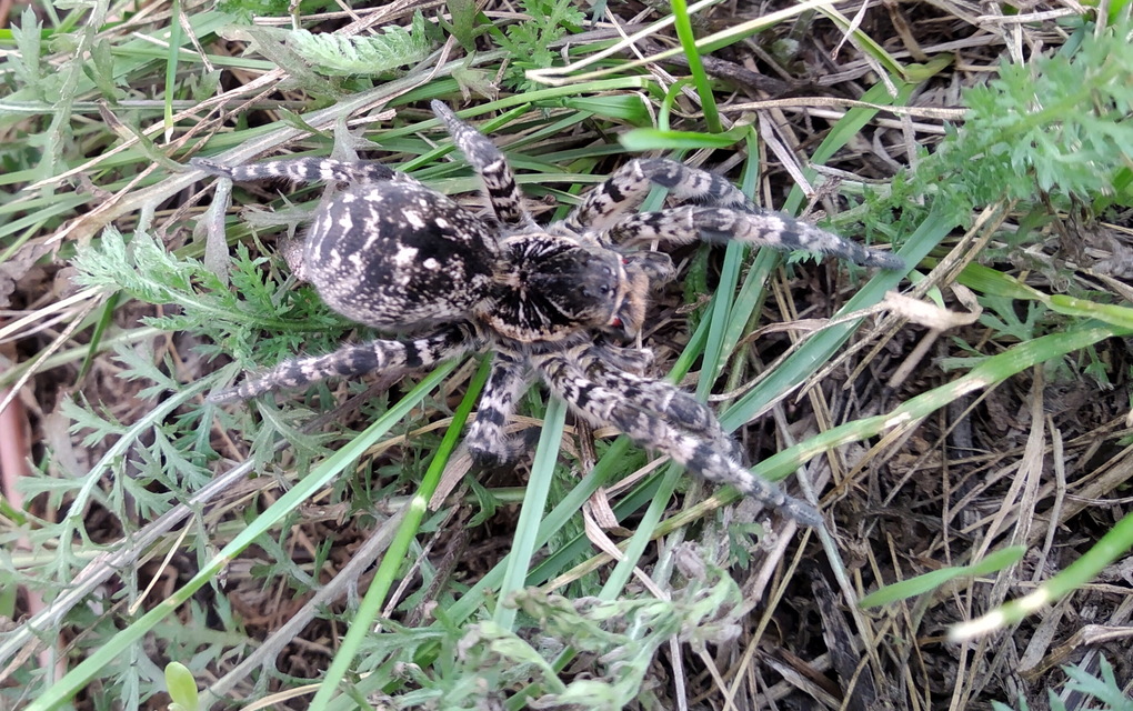 Lycosa singoriensis - szongáriai cselőpók