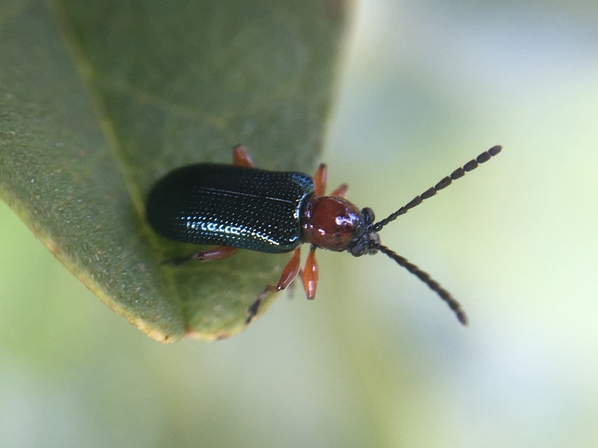 Oulema melanopus/duftschmidi