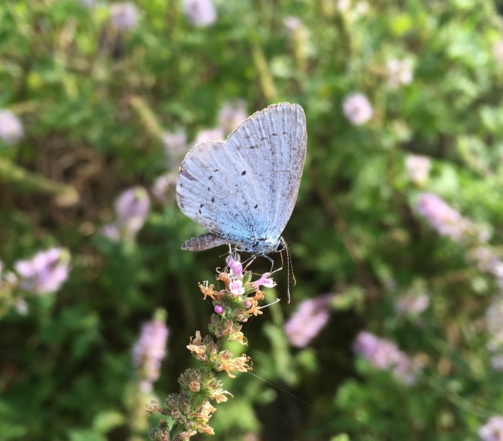 Celastrina argiolus - bengeboglárka