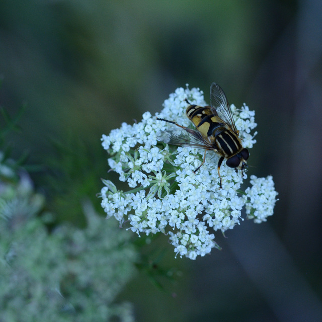 Helophilus pendulus - közönséges mocsárilégy