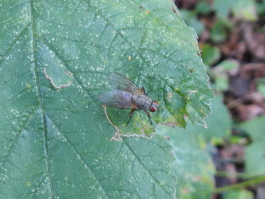 Muscidae - igazi legyek