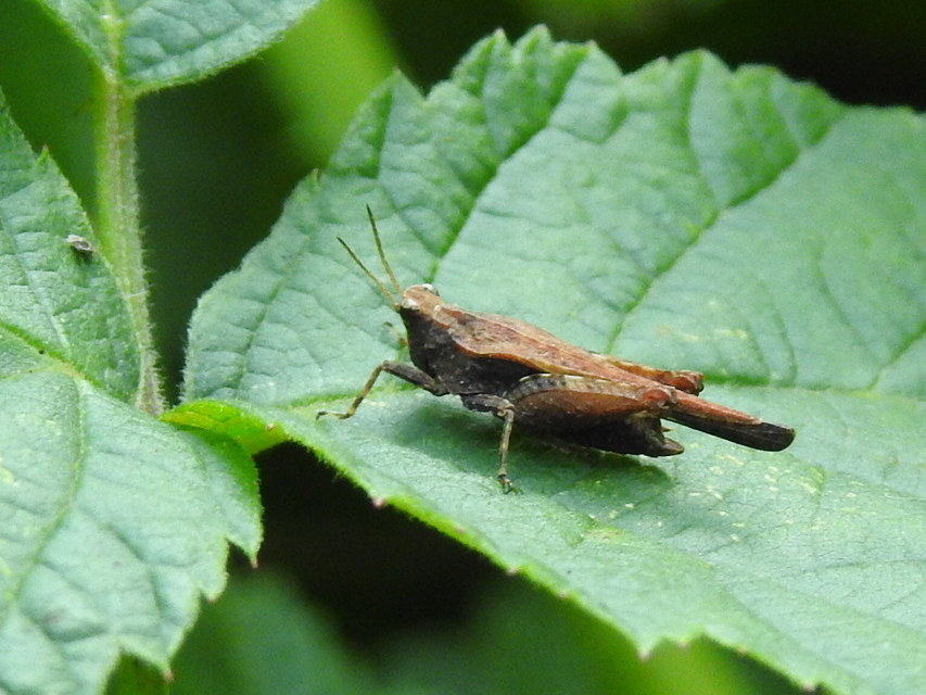 Tetrix subulata - közönséges tövishátúsáska