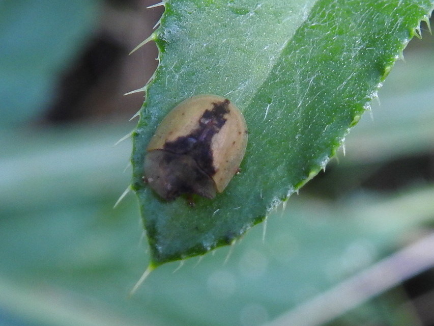 Cassida vibex - szőrös pajzsbogár