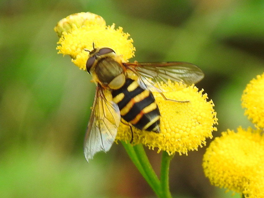 Syrphus