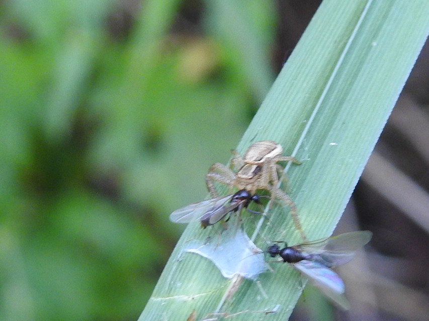 Xysticus ulmi - cserje-karolópók