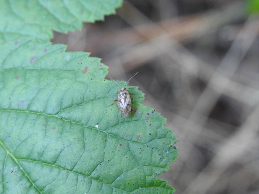 Lygus gemellatus - világoszöld mezeipoloska