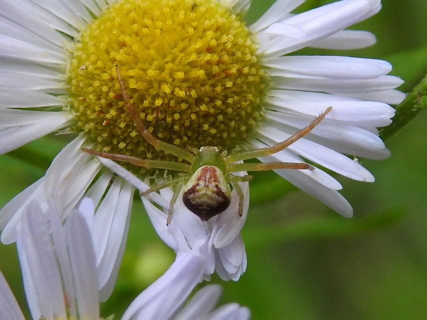 Ebrechtella tricuspidata - alakoskodó karolópók