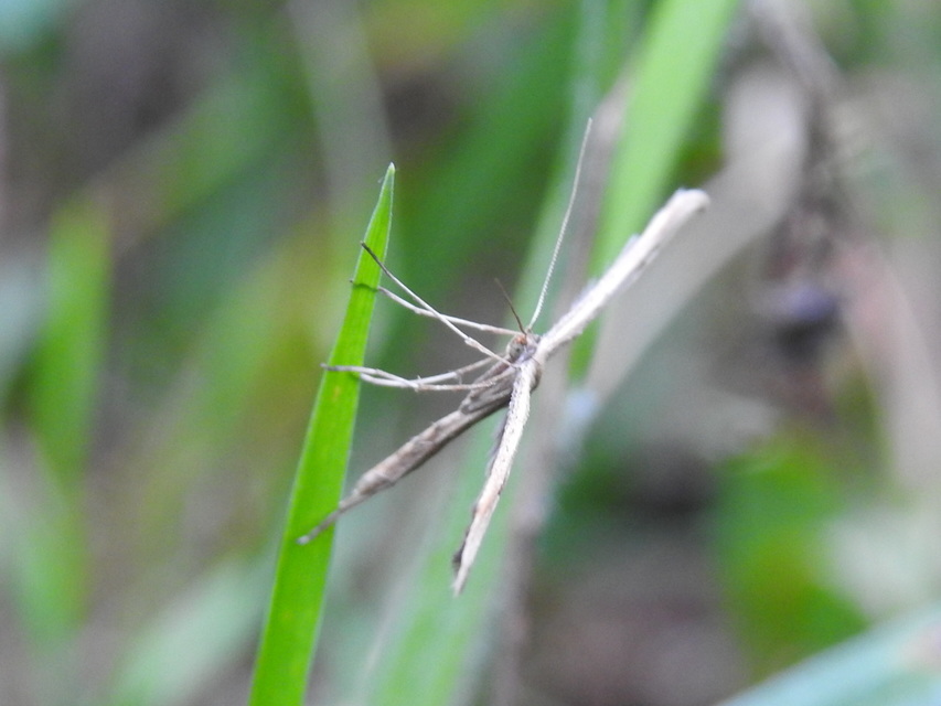 Emmelina monodactyla/argoteles