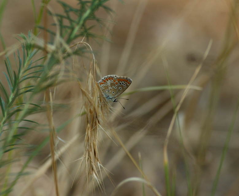 Aricia agestis - szerecsenboglárka