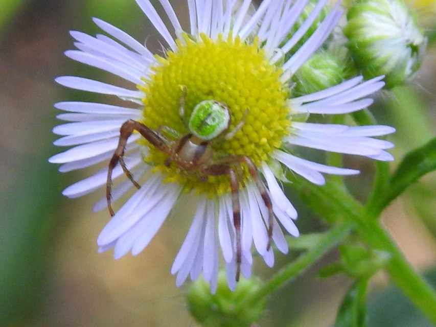 Ebrechtella tricuspidata - alakoskodó karolópók