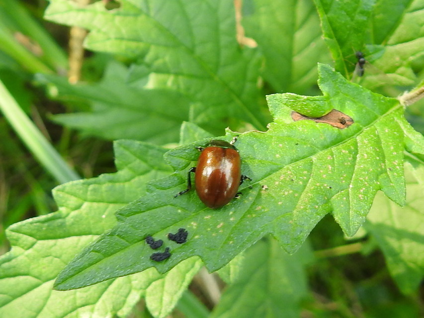 Chrysolina polita - réti mentalevelész