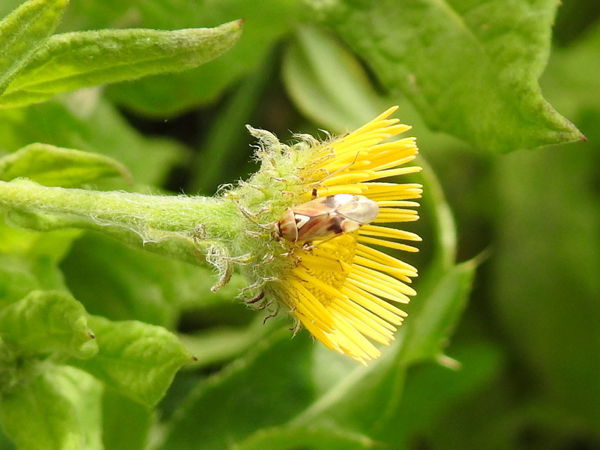 Lygus rugulipennis - molyhos mezeipoloska