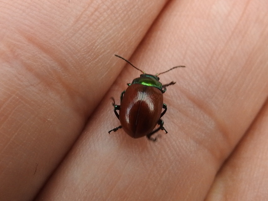 Chrysolina polita - réti mentalevelész