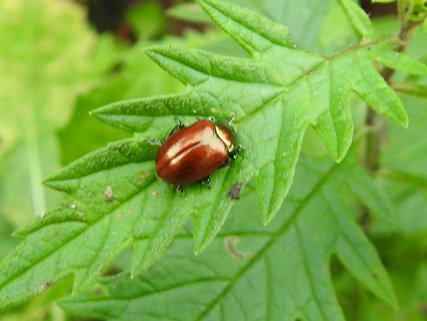 Chrysolina polita - réti mentalevelész