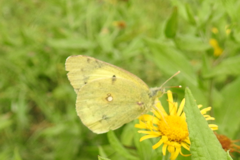 Colias erate - csángó-kéneslepke