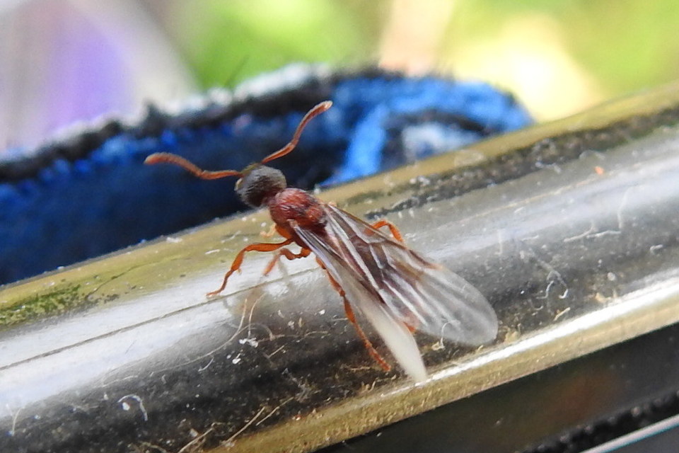 Myrmica