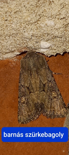 Luperina testacea - barnás szürkebagoly