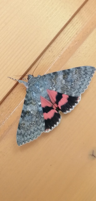 Catocala elocata - közönséges övesbagoly