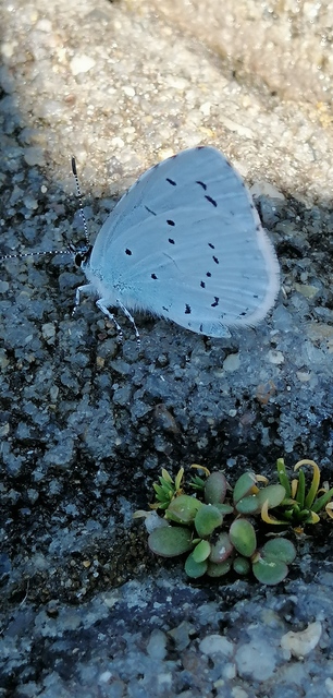 Celastrina argiolus - bengeboglárka