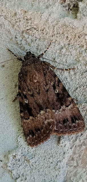 Amphipyra berbera/pyramidea
