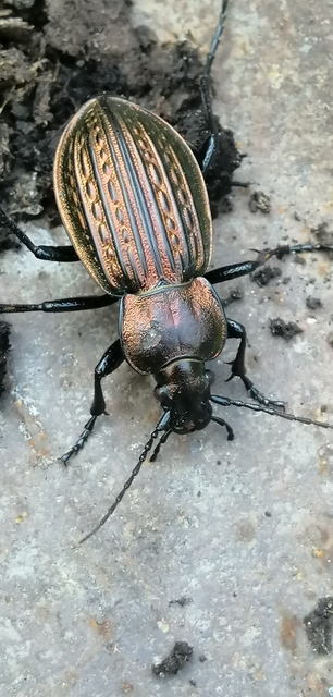 Carabus ulrichii - rezes futrinka Carabus ulrichii - rezes futrinka