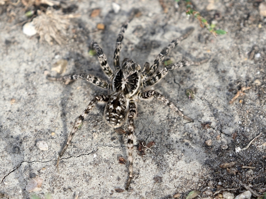Lycosa singoriensis - szongáriai cselőpók