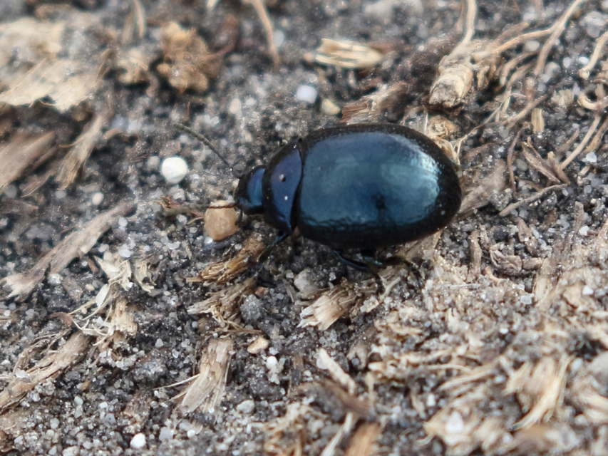 Chrysolina haemoptera - mezei levélbogár