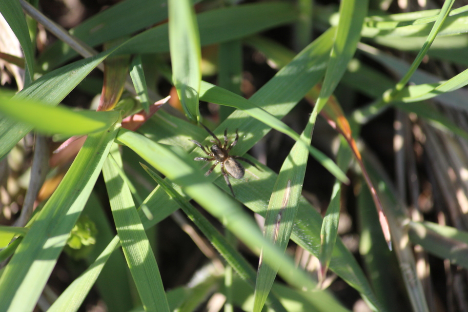 Arctosa lutetiana