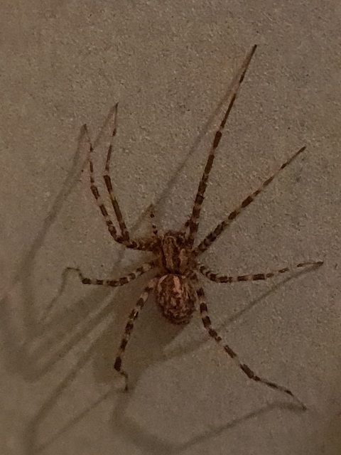 Tegenaria