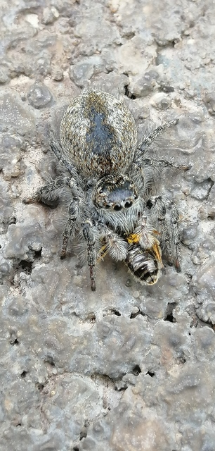 Philaeus chrysops - piros ugrópók