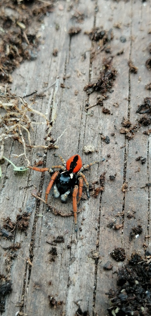 Philaeus chrysops - piros ugrópók