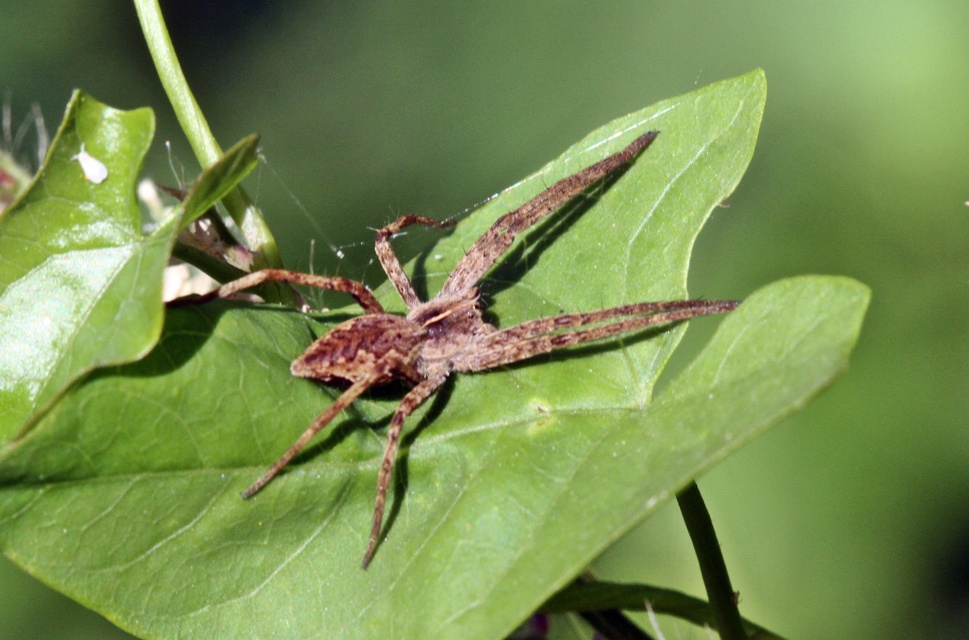 Pisaura mirabilis - csodáspók