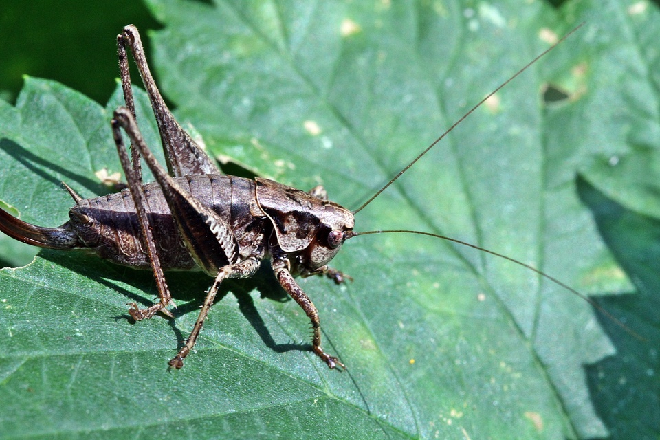 Pholidoptera griseoaptera - szürke avarszöcske