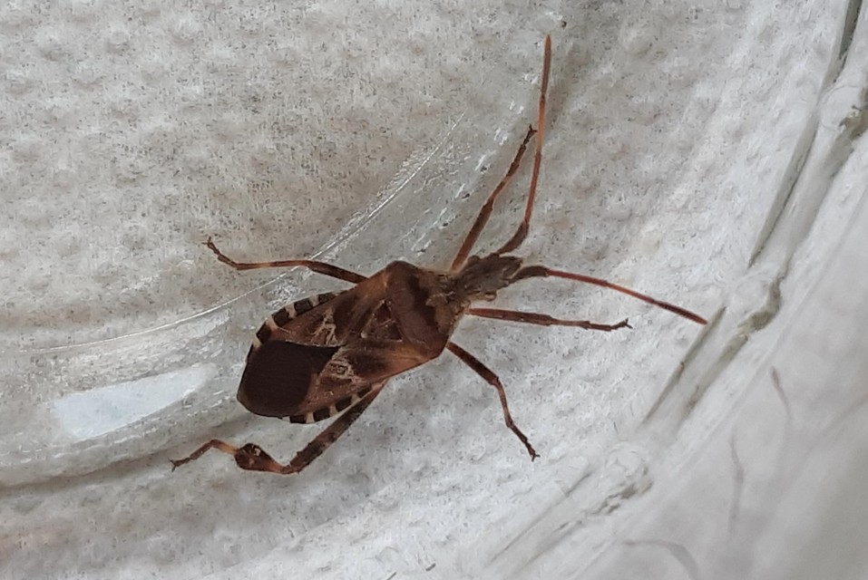 Leptoglossus occidentalis - nyugati levéllábú poloska