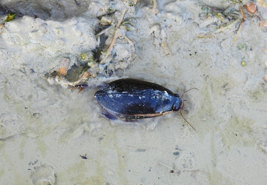 Cybister lateralimarginalis - nagy búvárbogár
