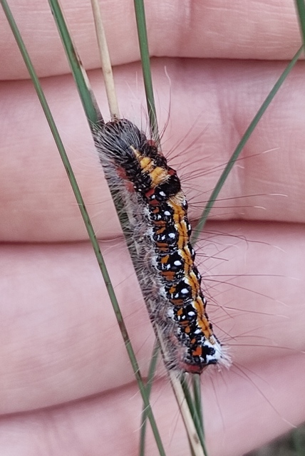 Acronicta tridens - barnás szigonyosbagoly