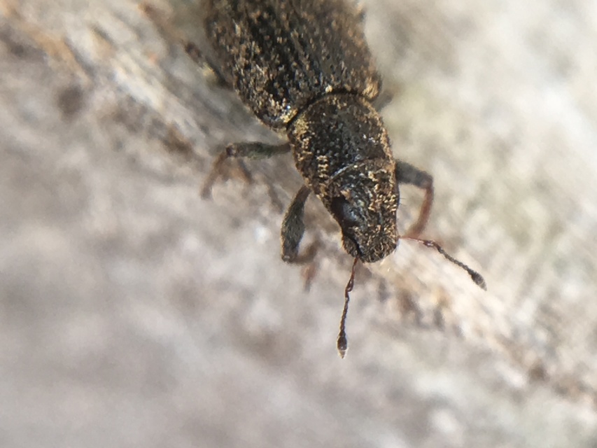 Sitona hispidulus - szőrös csipkézőbogár