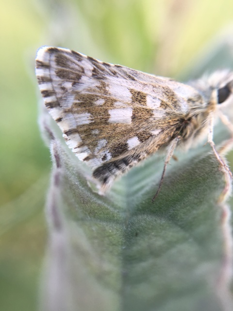 Pyrgus armoricanus - feles busalepke