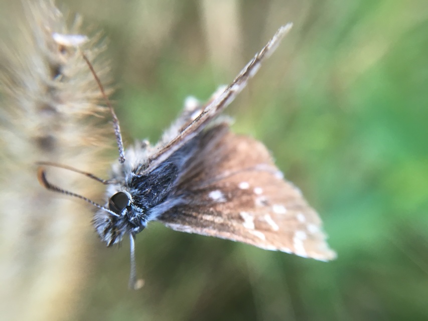 Pyrgus armoricanus - feles busalepke