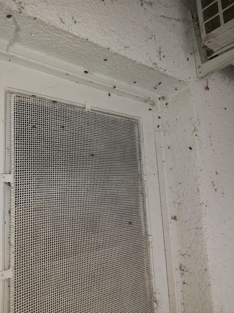 Halyomorpha halys - ázsiai márványospoloska