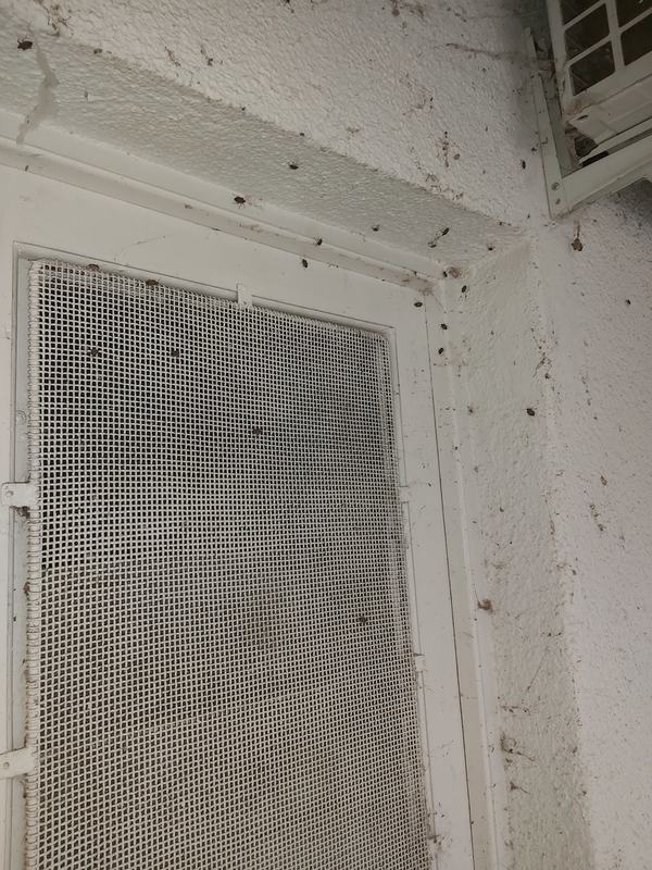 Halyomorpha halys - ázsiai márványospoloska