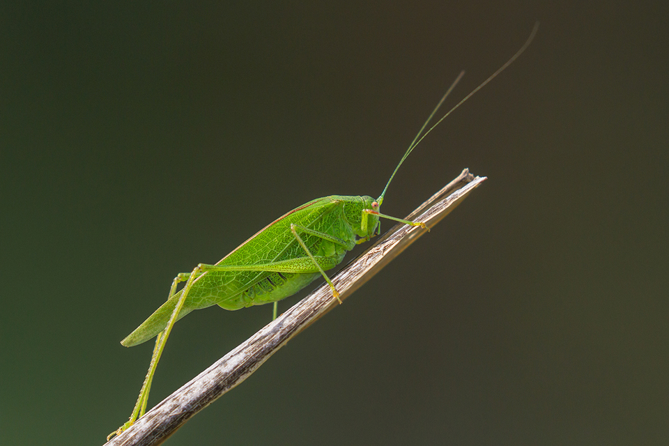 Phaneroptera nana - pontozott repülőszöcske